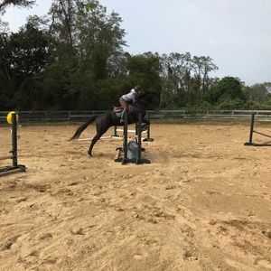 Love a horse today OR...